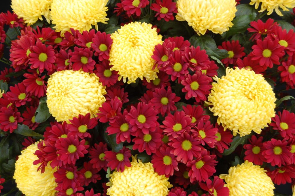 Chrysanthemum 'Misty Primrose' and 'Dublin' - Wikimedia Commons