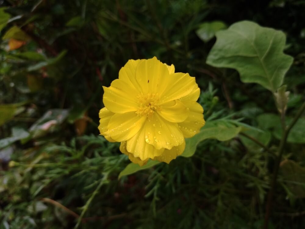 Cosmos Sulphureus Flower - Wikimedia Commons