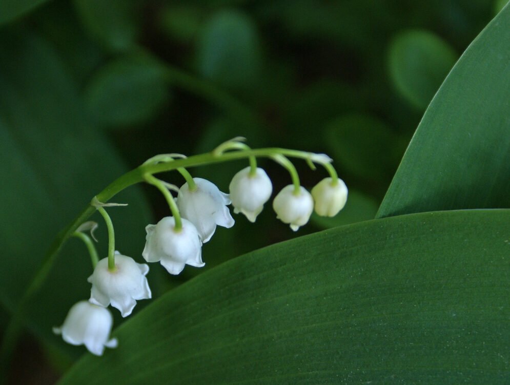 Lily of the valley - Wikimedia Commons