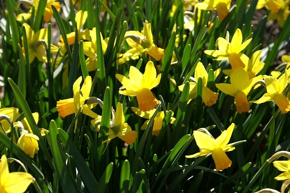 Narcissus jonquilla Jetfire - Wikimedia Commons