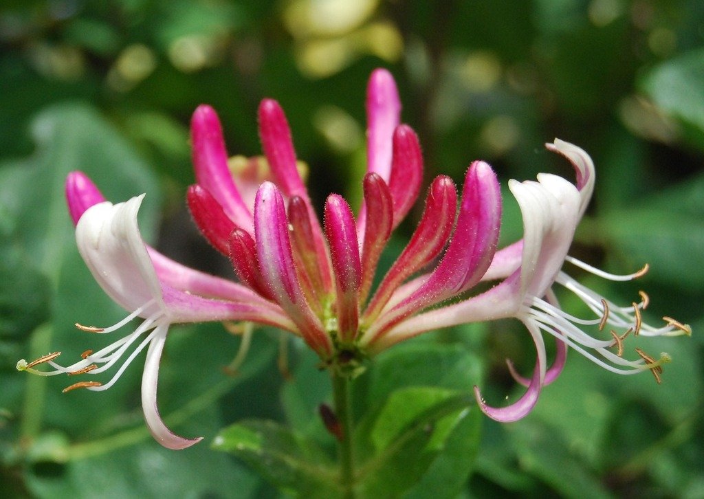 A close up of a pink and white flower. Honeysuckle lonicera close-up Credit: Pixabay