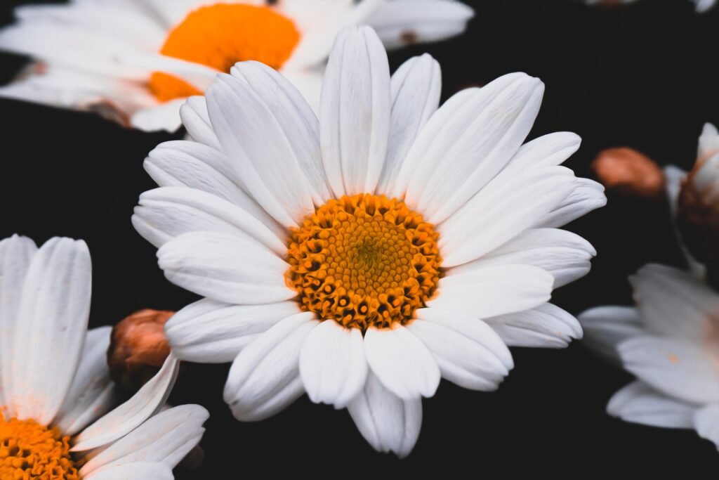 Close-up Photography of a Common Daisy Flower 
Credit: Photo by Hubert Nowik