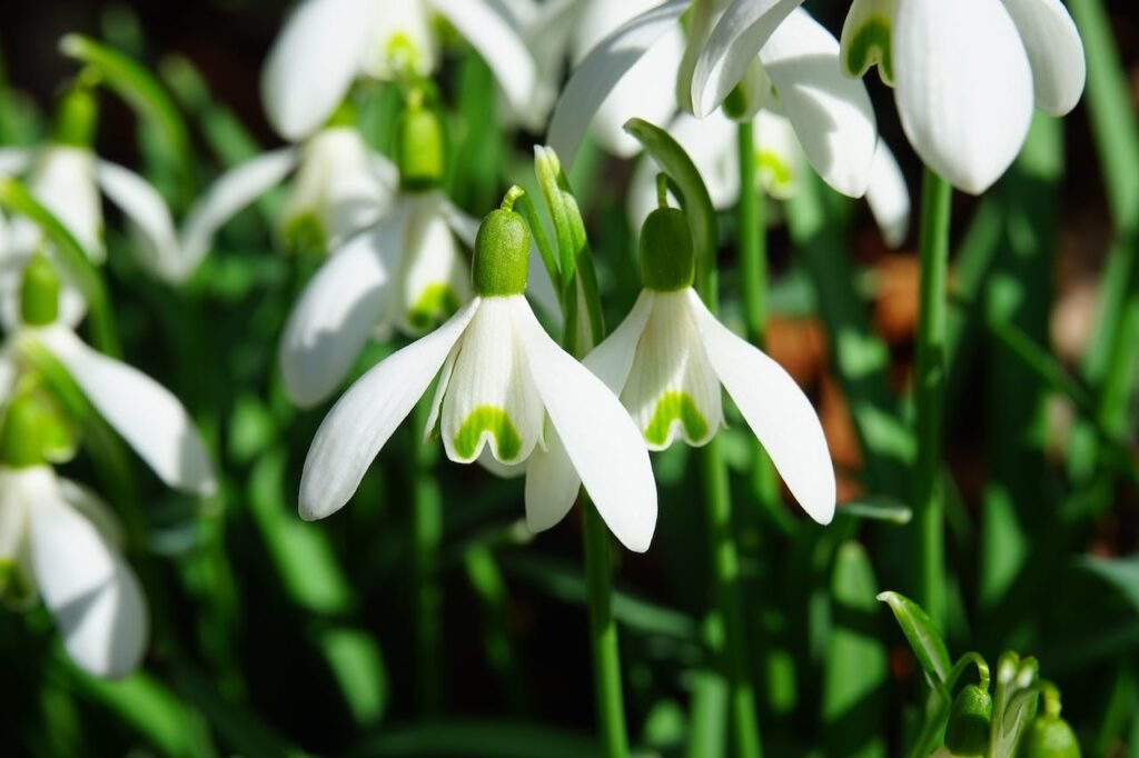 White-and-green Snowdrop Flowers Close-up Photography credit: Pixabay