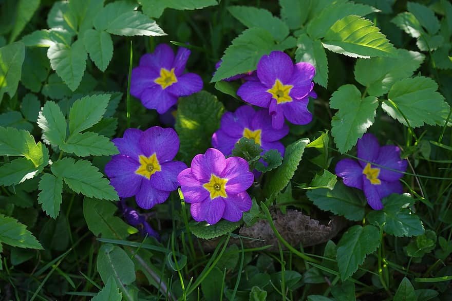 Morning glory flowers in foliage in garden
Credit: Photo by Tiểu Bảo Trương