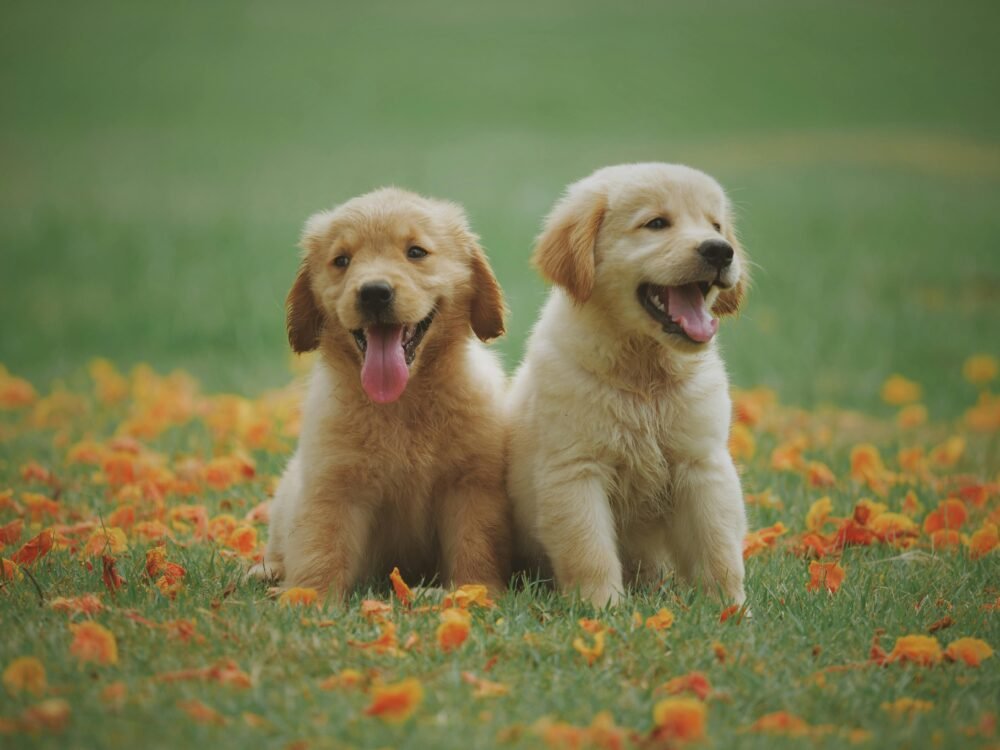 Two cute dogs