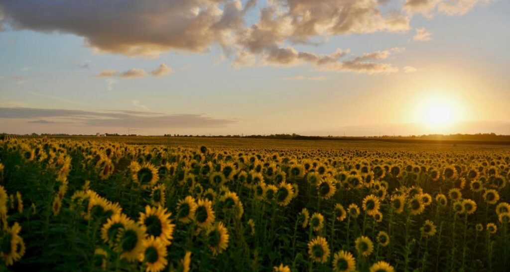 Zach Bryan Bathes in Sunlight with Sun To Me